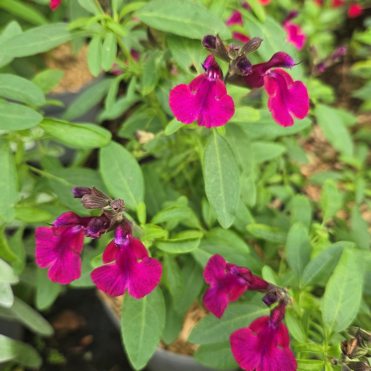 SALVIA greggii MIRAGE BURGUNDY