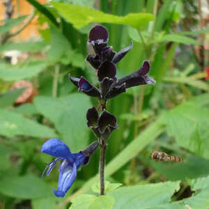 SALVIA guaranitica 'Black and Blue'