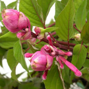 SALVIA involucrata 'Bethellii'