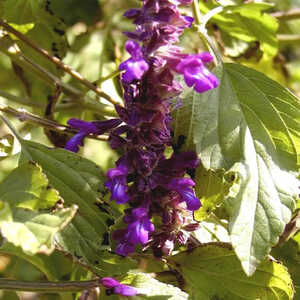 SALVIA 'Indigo Spire'