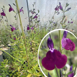 SALVIA jamensis 'Amethyst Lips'