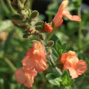 SALVIA x jamensis 'California Sunset'