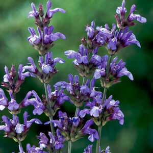 SALVIA lavandulifolia