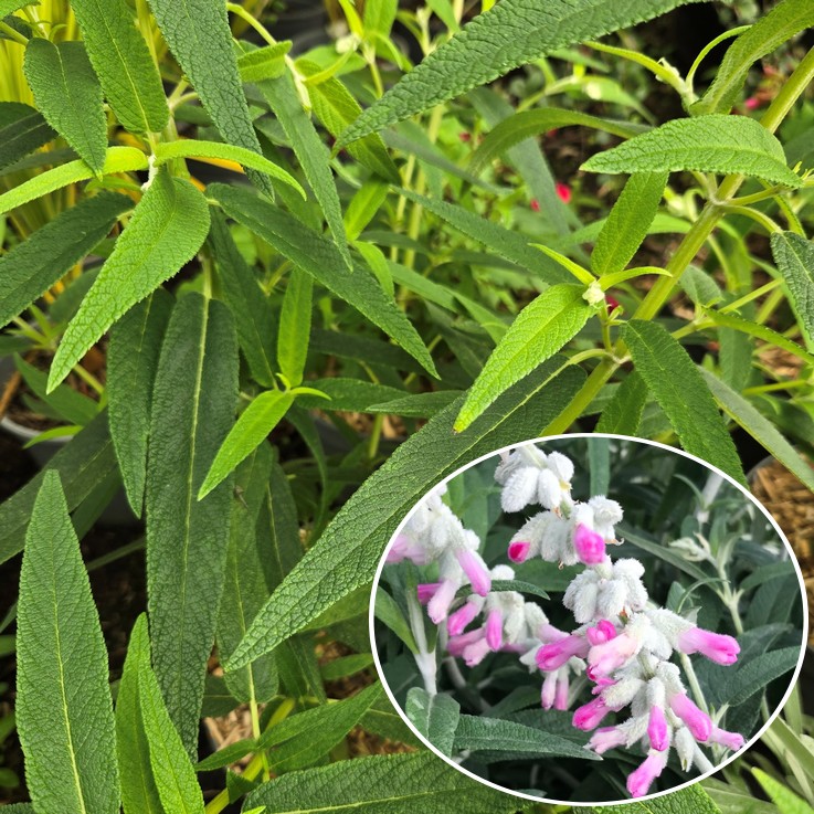SALVIA leucantha 'Danielle's Dream'