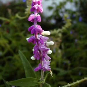 SALVIA leucantha