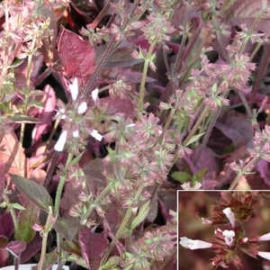 SALVIA lyrata 'Purple Knockout'