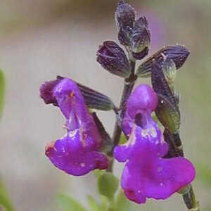 SALVIA lycioides