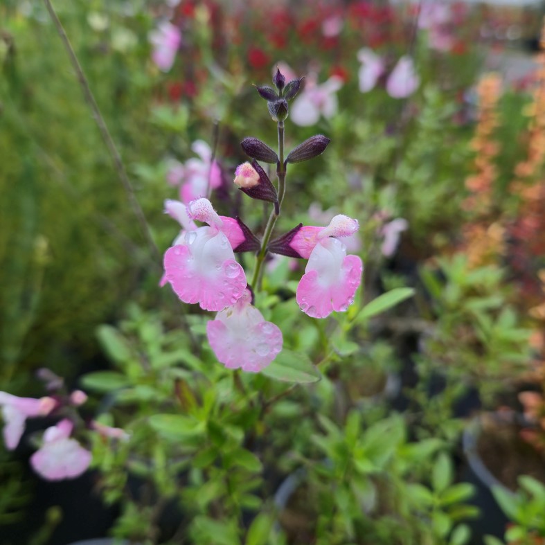 SALVIA microphylla 'Anduus'