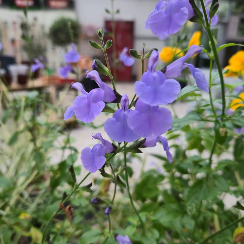 SALVIA microphylla 'Aquamarine'