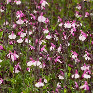 SALVIA microphylla &lsquo;Delice Gold and Wine&rsquo;&reg;