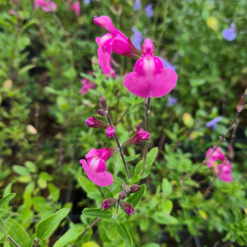 SALVIA microphylla 'Delice Roselilac'®
