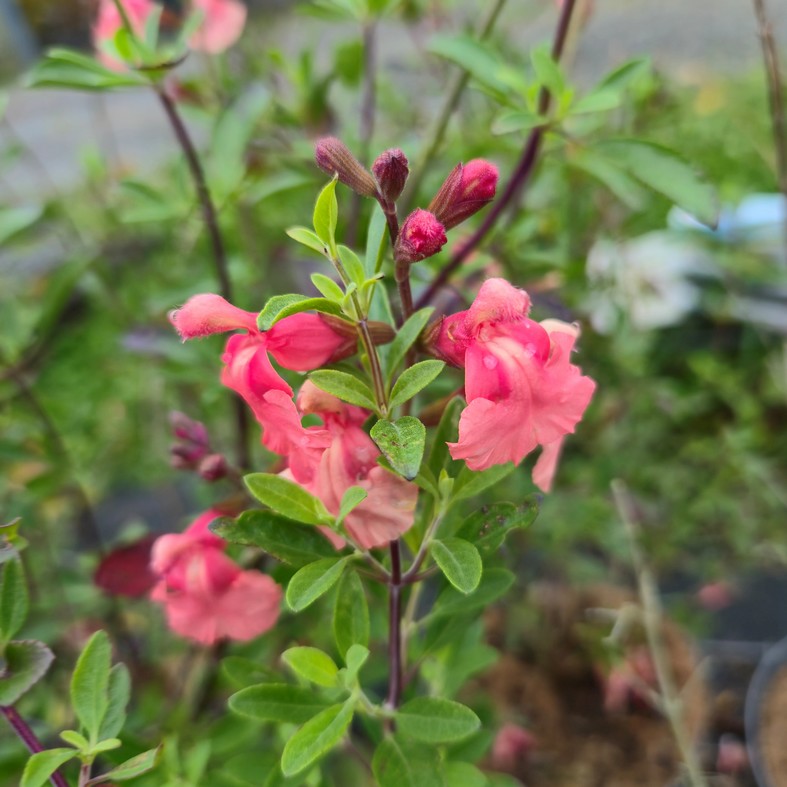 SALVIA microphylla 'Papajan'