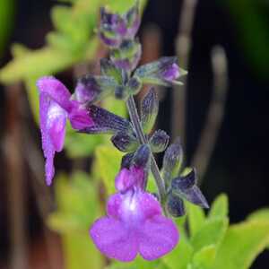 SALVIA microphylla (grahamii) 'Violette'