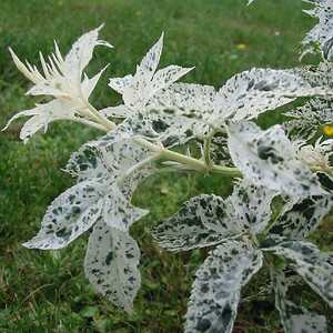 SAMBUCUS nigra 'Albopunctata'