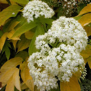 SAMBUCUS nigra 'Aurea'