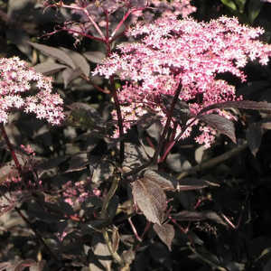 SAMBUCUS nigra 'Black Beauty'