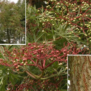 SAMBUCUS nigra 'Laciniata'