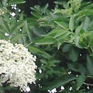 SAMBUCUS nigra