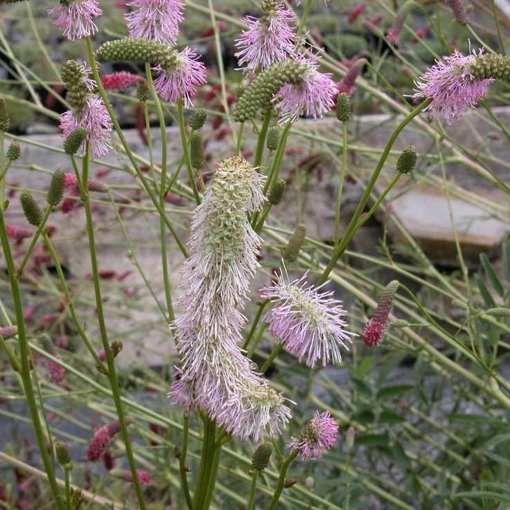 SANGUISORBA hakusanensis 'Pink Brushes'