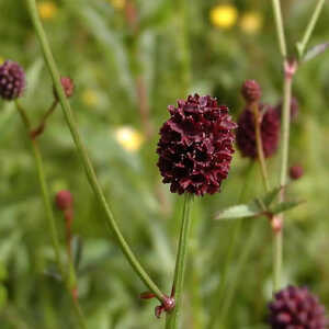 SANGUISORBA officinalis