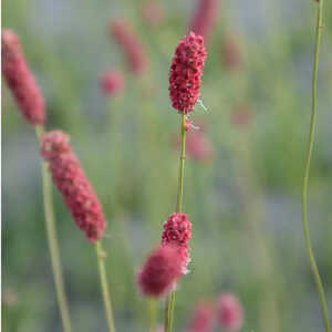 SANGUISORBA tenuifolia 'Pink Elephant'