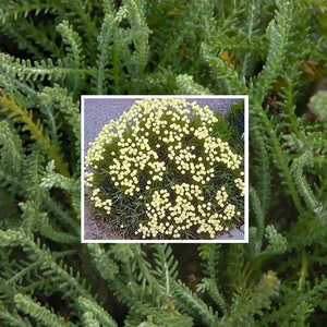 SANTOLINA chamaecyparissus var. lindavica