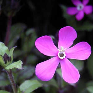 SAPONARIA ocymoides