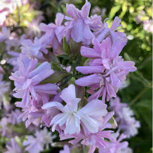 SAPONARIA officinalis 'Rosea Plena'