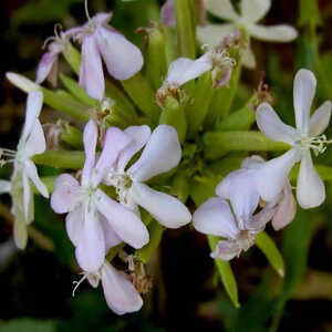 SAPONARIA officinalis