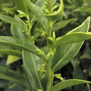 SARCOCOCCA hookeriana