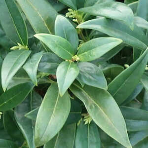 SARCOCOCCA  humilis