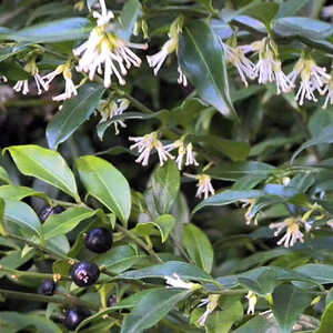 SARCOCOCCA ruscifolia