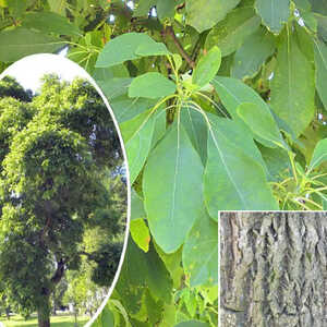 SASSAFRAS albidum