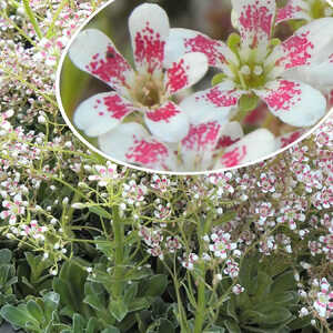 SAXIFRAGA cotyledon 'Southside Seedling'