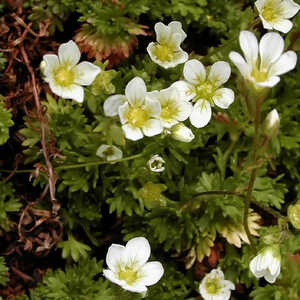 SAXIFRAGA hypnoides 'Densa'