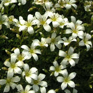 SAXIFRAGA hypnoides