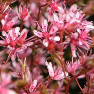 SAXIFRAGA umbrosa 'Clarence Elliott's' (S. x urbiu