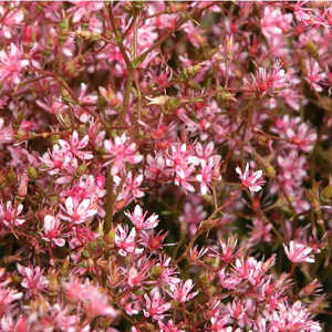 SAXIFRAGA umbrosa 'Clarence Elliott's' (S. x urbiu