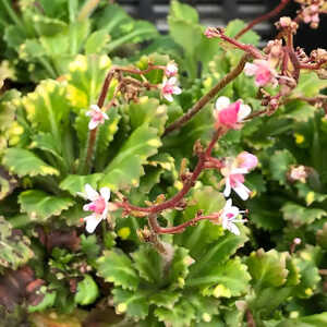 SAXIFRAGA umbrosa 'Variegata'