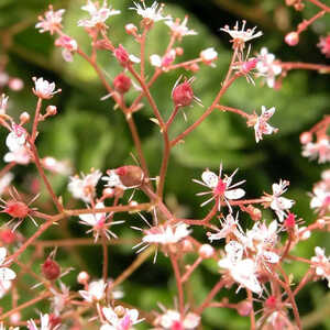 SAXIFRAGA x urbium