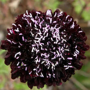 SCABIOSA atropurpurea 'Chile Black'