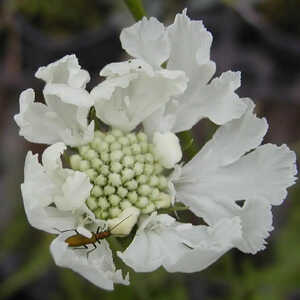 SCABIOSA caucasica 'Alba'