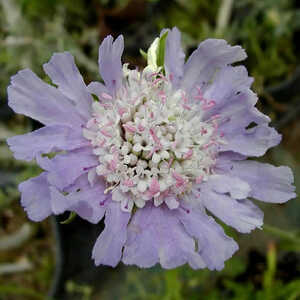 SCABIOSA caucasica 'Fama'