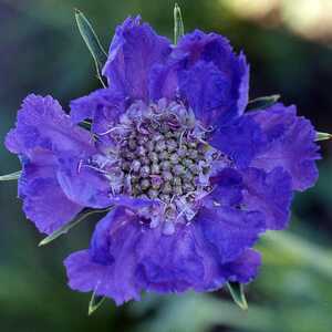 SCABIOSA caucasica 'Nachtfalter'