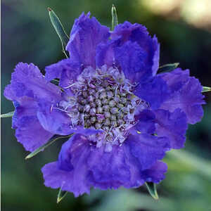 SCABIOSA caucasica 'Nachtfalter'