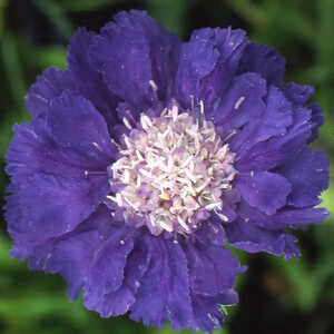 SCABIOSA caucasica 'Stäfa'