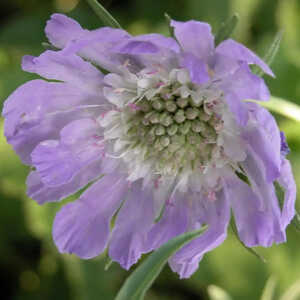 SCABIOSA caucasica