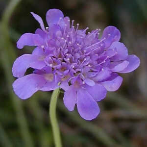 SCABIOSA columbaria 'Butterfly Blue'
