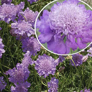 SCABIOSA columbaria 'Mariposa Blue'