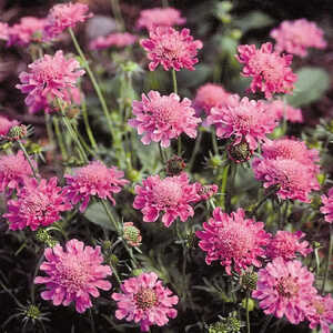 SCABIOSA columbaria 'Pincushion Pink'